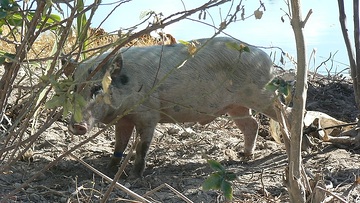 Kiribati, Tarawa, Schwein