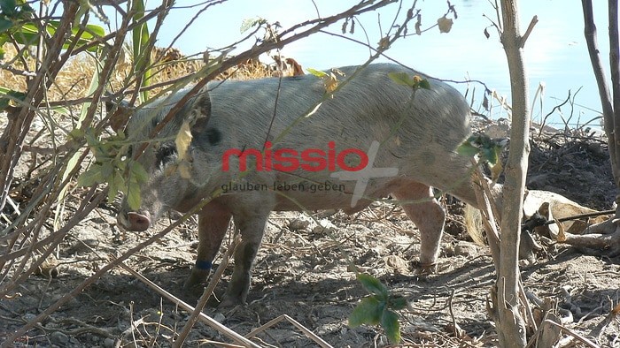 MI_16638 Kiribati, Tarawa, Schwein