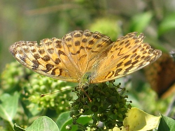 Italien, Schmetterling (Kaisermantel) auf Efeu