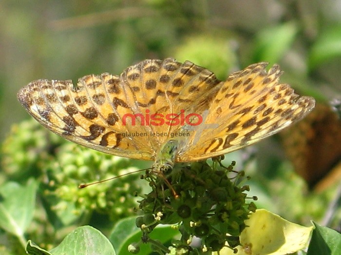 MI_31696 Italien, Schmetterling (Kaisermantel) auf Efeu