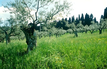 Italien, Spazierweg durch Olivenhain