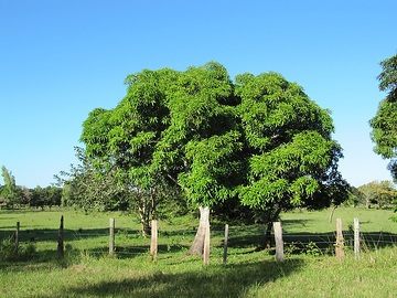 Mosambik, Baum
