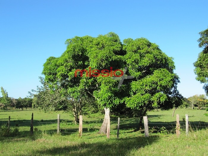 MI_37487 Mosambik, Baum