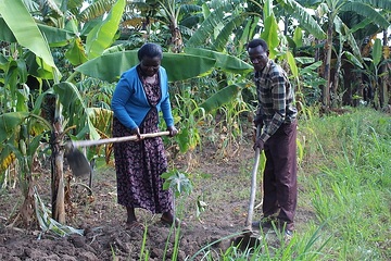 Spéciose Mukamurenzi und ihr Mann Jean Mbonyumugenzi arbeiten als  ehrenamtliche Familienhelfer in ihrem Heimatdorf. Hier: Zu Hause  bei der Feldarbeit.