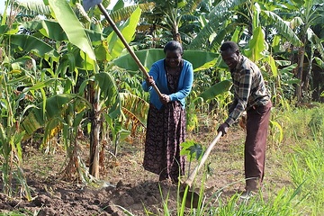 Spéciose Mukamurenzi und ihr Mann Jean Mbonyumugenzi arbeiten als  ehrenamtliche Familienhelfer in ihrem Heimatdorf. Hier: Zu Hause  bei der Feldarbeit.